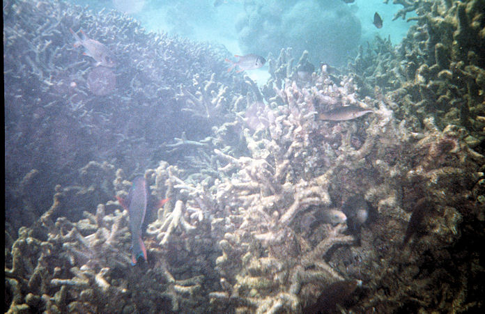 Seychellen Unterwasser-024.jpg